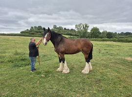 Beautiful Mare