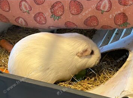 Father and son guineapigs for sale