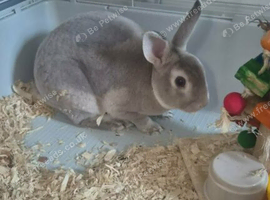 Male rabbit with indoor cage