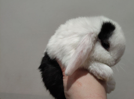14 week old Mini lop does (reduced)