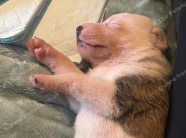Beautiful staff x lurcher pups