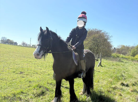 13hh Cob mare