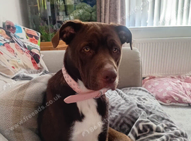 Staffy cross