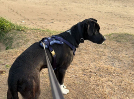 6 month old Labrador x Border Collie