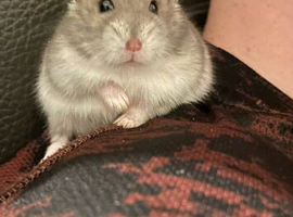 Young hamsters for new home/s
