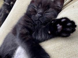 British shorthair kittens black
