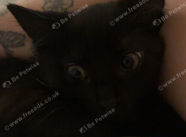 Beautiful Kitten