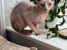 Stud odd eyes white elf shpynx