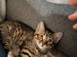 14 big beautiful male kitten