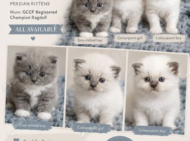 Superb Perdoll babies!!