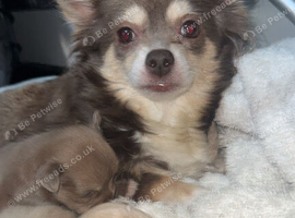 Two beautiful pure chihuahua for sale