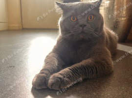BSH blue