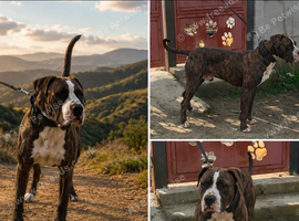 American Bulldog old tipe