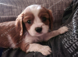Cavalier king charles spaniel puppys