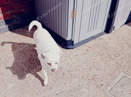 Pure white jackrussell