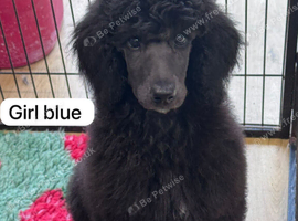 Standard poodles Fully health tested