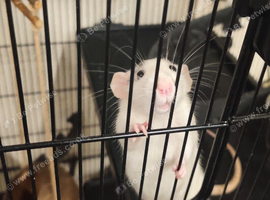 Full set up and 4 female 5 month old rats.