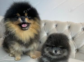 RARE POMERANIAN BOY