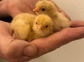 Buff Orpington chicks