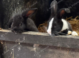 * BABY BUNNIES LOP CROSSES