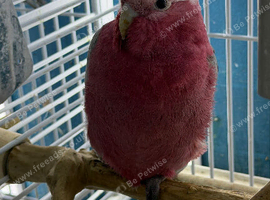 Baby galah cockatoo
