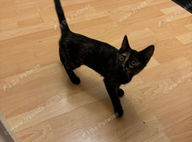 Sphynx cross kitten female