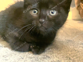 kittens!!