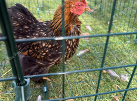 Gold laced Pekin bantams for sale