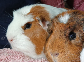 Lovely crested girls looking for new homes