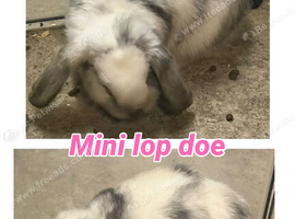 Mini lop doe