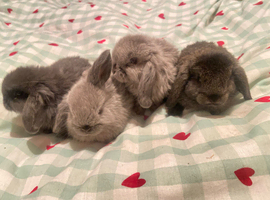 1 baby mini lop looking for their home