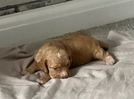 2 cocker spaniel girls