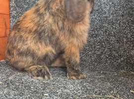 Male Mini Lops