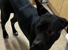 Female cane Corso X For Sale