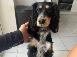 Female 11 months old cocker spaniel