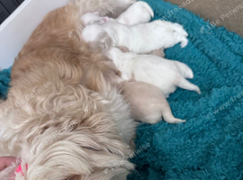 3 puppies available