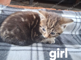 Bengal x Manx kittens