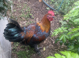 Hybrid Olive Egger Cockerel - 19 weeks old raised on organic feed in a natural garden