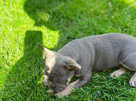 Exceptional French Bulldog Puppies &ndash; 2 Beautiful Girls & 1 Handsome Boy