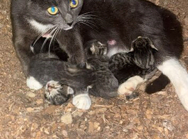 Kittens