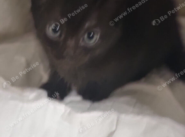 9 weeks female kitten