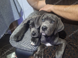 3m old female cane corso