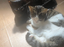 2 6month kittens a boy and girl