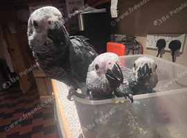 Baby african greys *2 remaining*