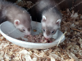 MICRO FERRETS