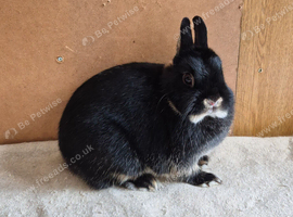 Black Otter Netherland Dwarf Doe