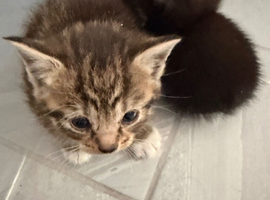 Kittens for sale