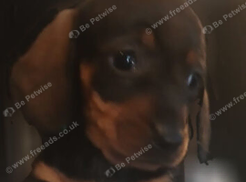 20 week old female mini dachshound