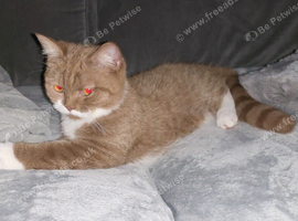 Rare Cinnamon British Shorthair