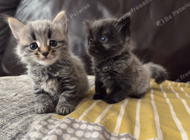 Two Adorable Kittens Looking for Their Forever Homes